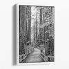 Black and white large forest canvas wall art depicting a California redwood pathway, with towering trees in Muir Woods.