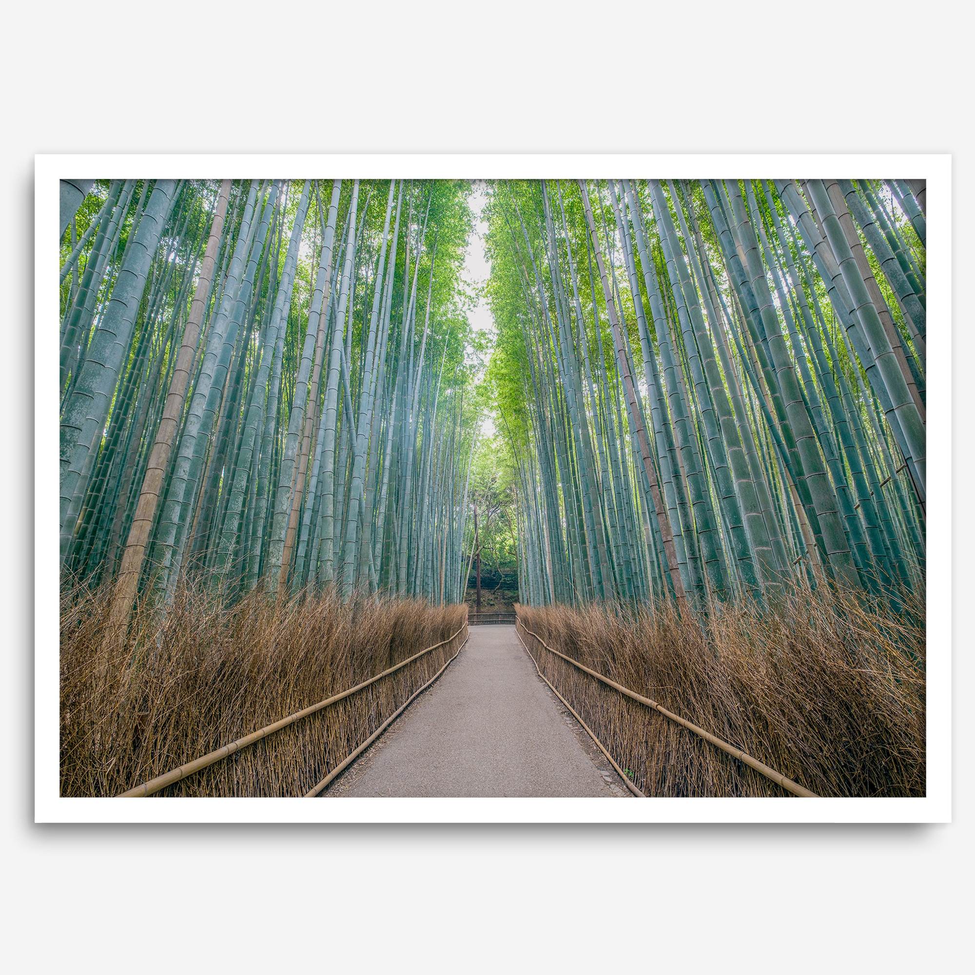 Bamboo Forest Photo wall art featuring misty path in Kyoto’s Arashiyama grove