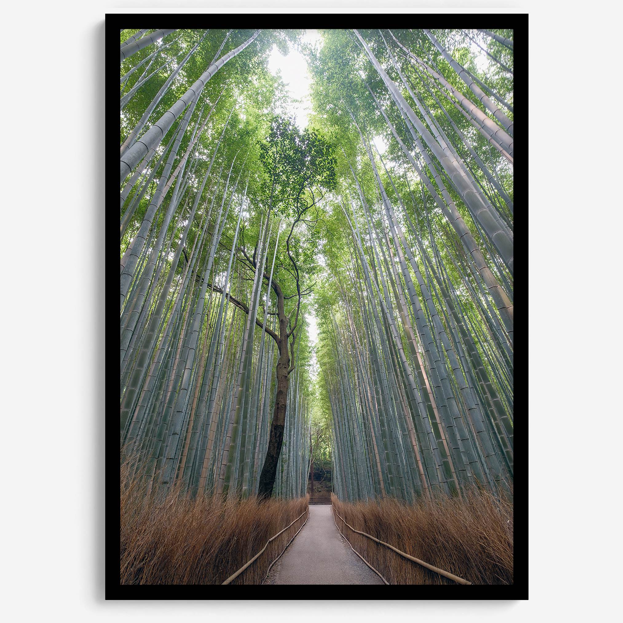 Vertical bamboo forest photograph from Arashiyama, tranquil path and glowing greens, premium bamboo wall art