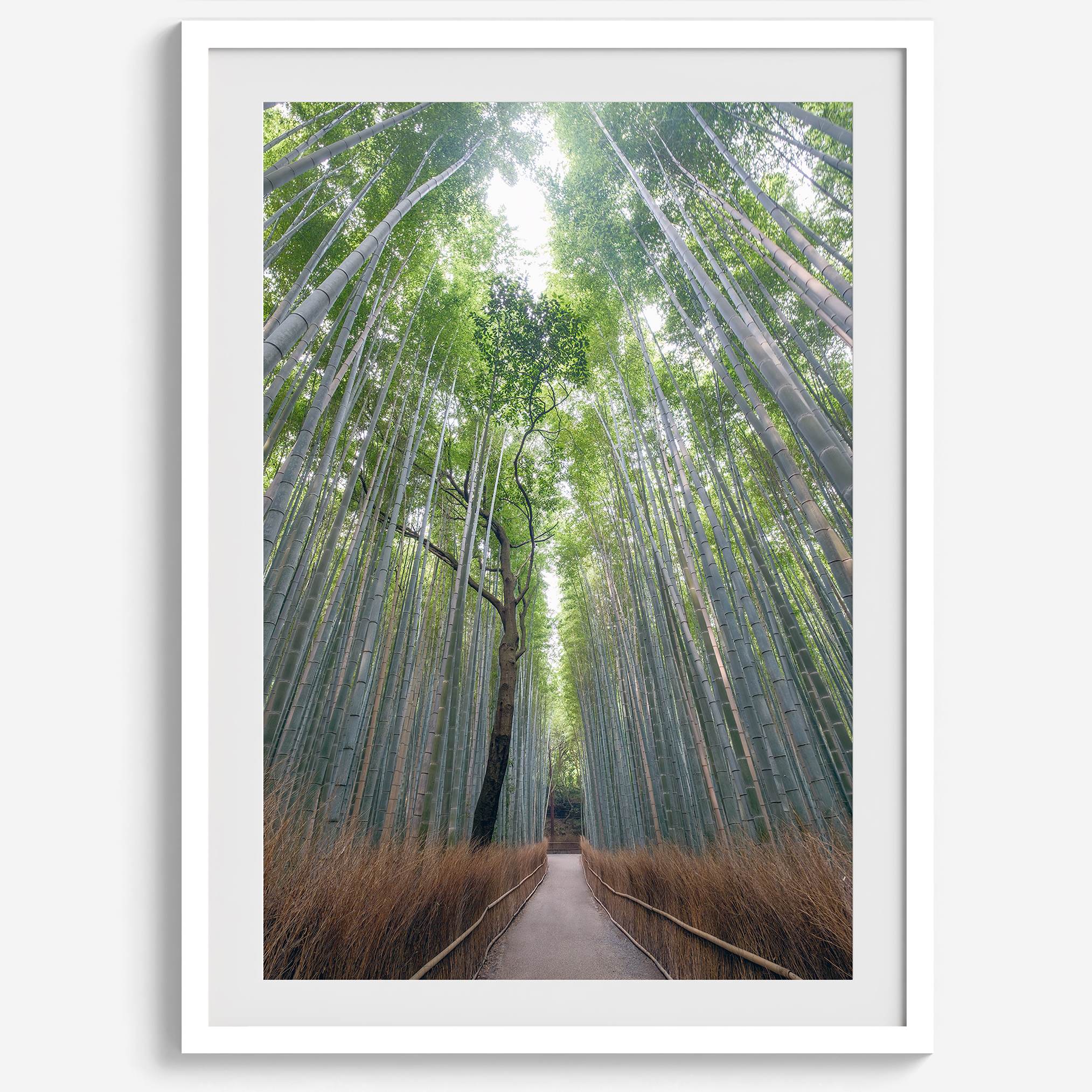 Vertical bamboo forest photograph from Arashiyama, tranquil path and glowing greens, premium bamboo wall art