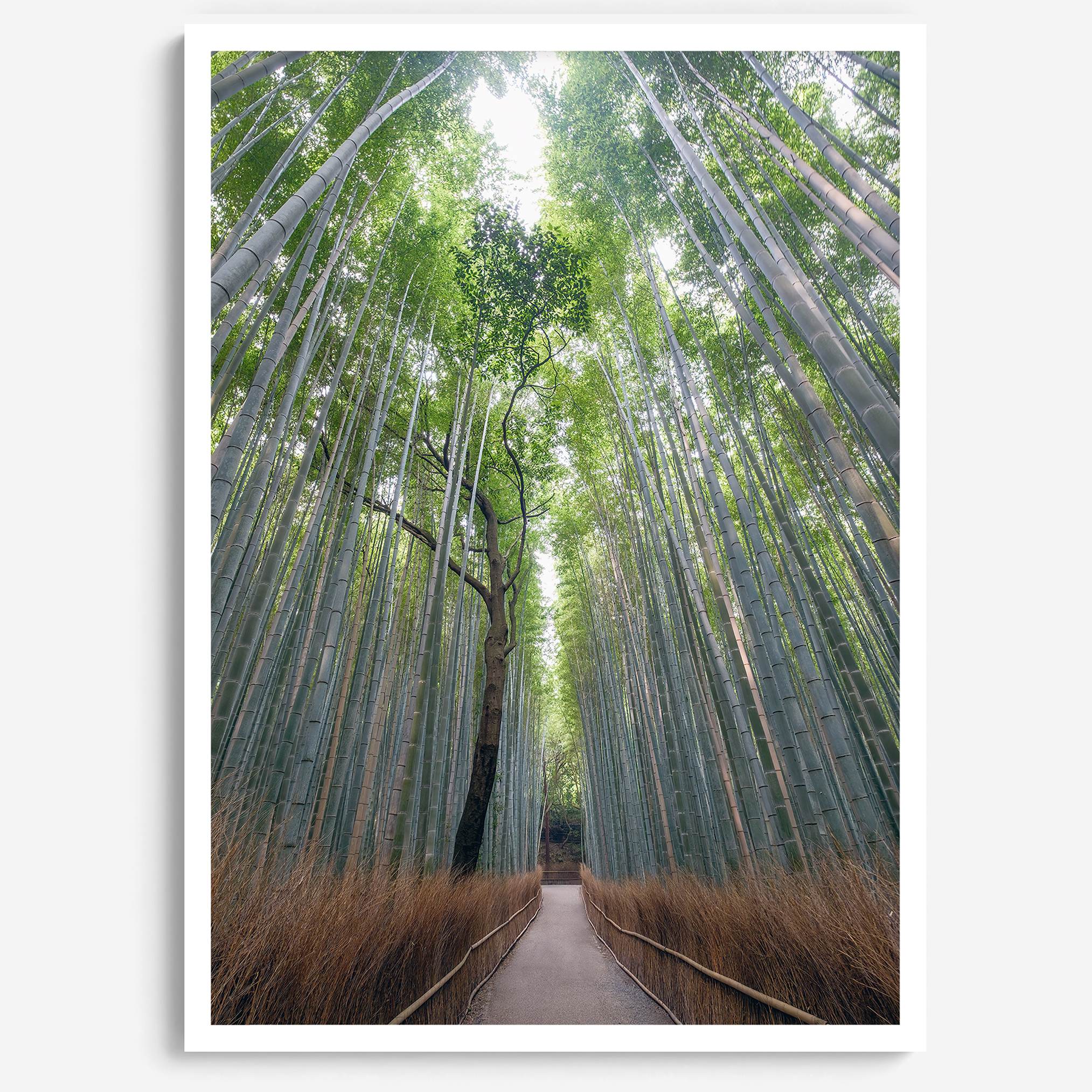 Vertical bamboo forest photograph from Arashiyama, tranquil path and glowing greens, premium bamboo wall art