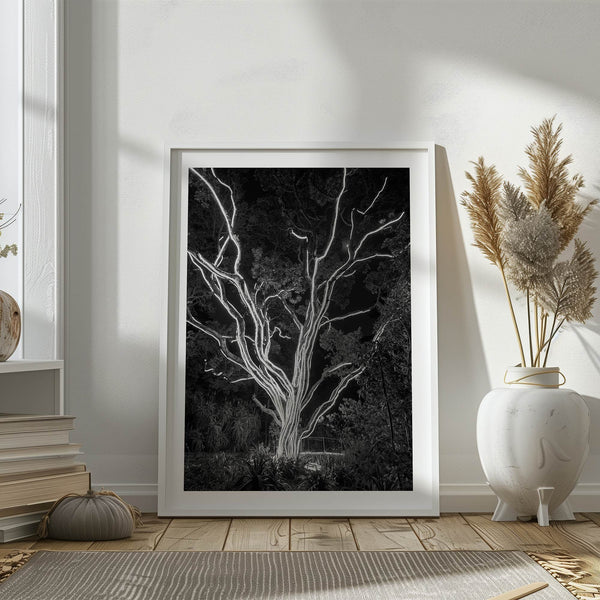 Black and white tree print, glowing night photography botanical wall art from botanical gardens in San Francisco
