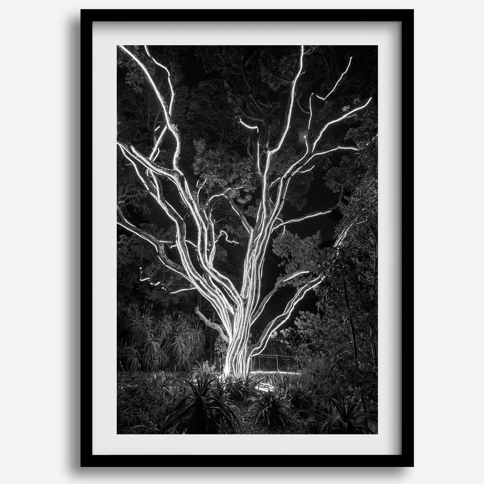 Black and white tree print, glowing night photography botanical wall art from botanical gardens in San Francisco