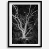 Black and white tree print, glowing night photography botanical wall art from botanical gardens in San Francisco