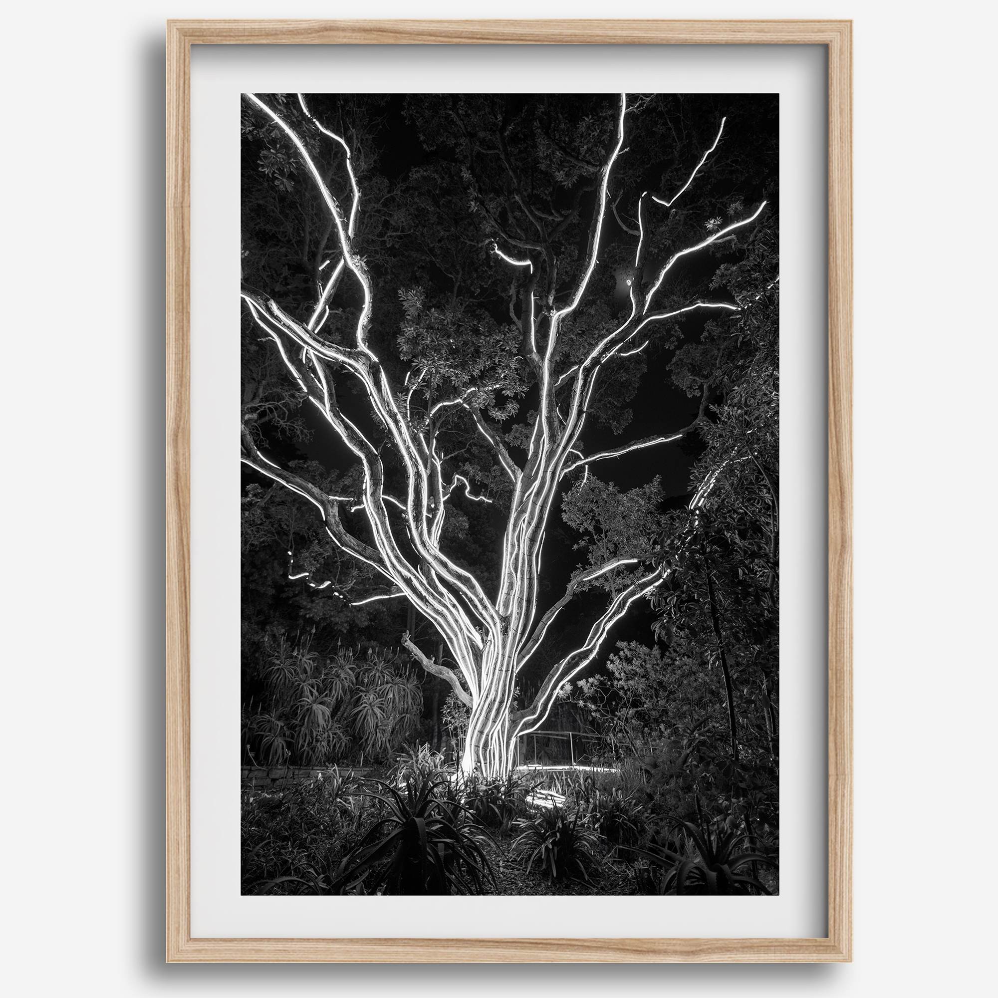 Black and white tree print, glowing night photography botanical wall art from botanical gardens in San Francisco