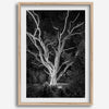Black and white tree print, glowing night photography botanical wall art from botanical gardens in San Francisco