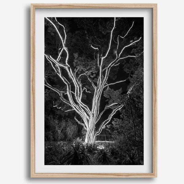 Black and white tree print, glowing night photography botanical wall art from botanical gardens in San Francisco