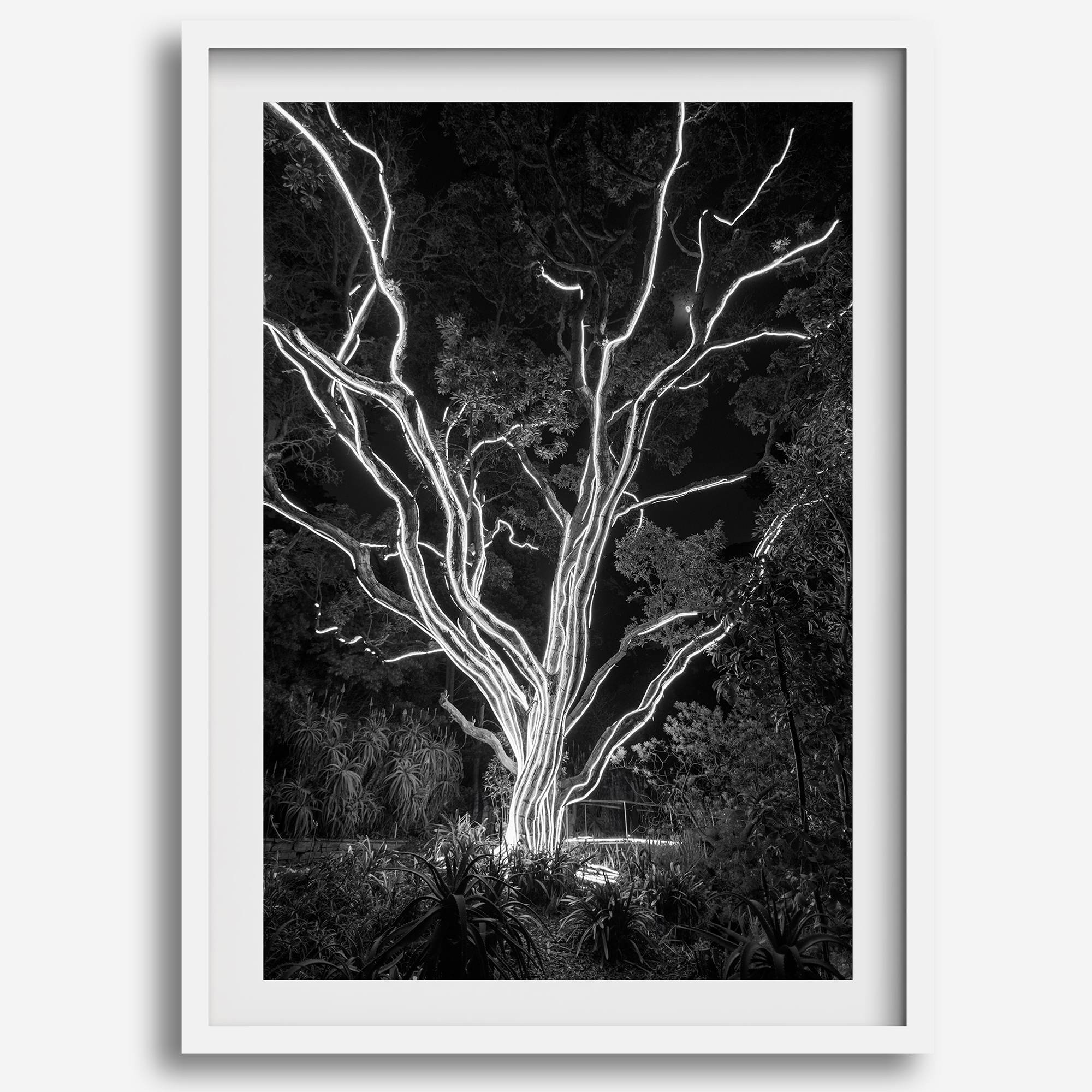 Black and white tree print, glowing night photography botanical wall art from botanical gardens in San Francisco