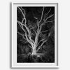 Black and white tree print, glowing night photography botanical wall art from botanical gardens in San Francisco