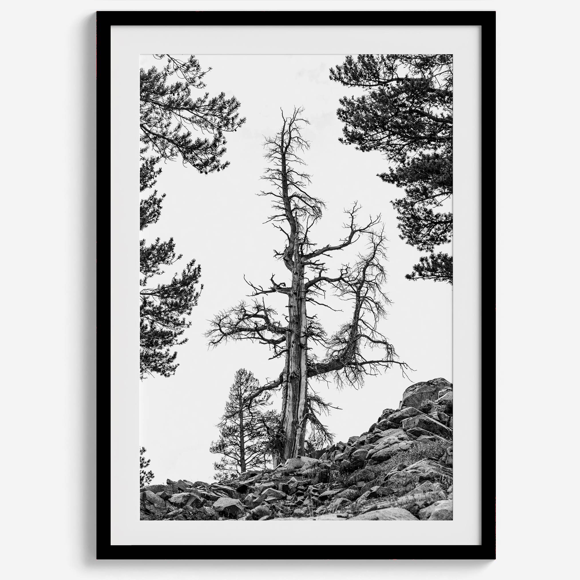 Black and white tree print in Hoover Wilderness with rocky hillside, modern neutral forest wall art photography.​