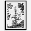 Black and white tree print in Hoover Wilderness with rocky hillside, modern neutral forest wall art photography.​