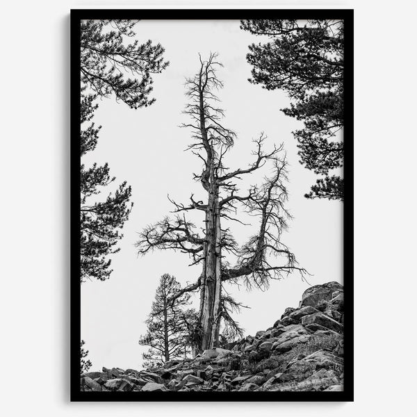 Black and white tree print in Hoover Wilderness with rocky hillside, modern neutral forest wall art photography.​