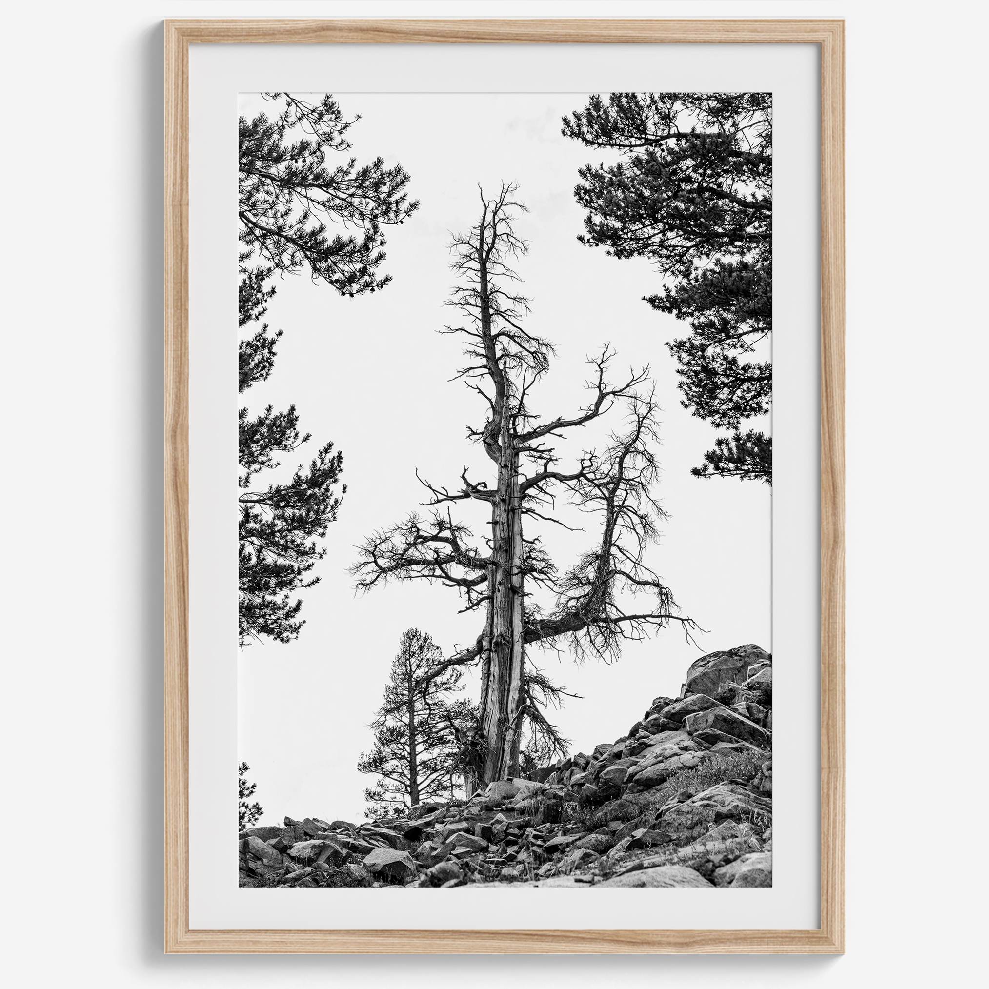 Black and white tree print in Hoover Wilderness with rocky hillside, modern neutral forest wall art photography.​