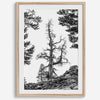 Black and white tree print in Hoover Wilderness with rocky hillside, modern neutral forest wall art photography.​