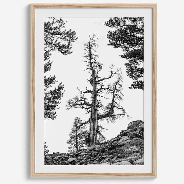 Black and white tree print in Hoover Wilderness with rocky hillside, modern neutral forest wall art photography.​