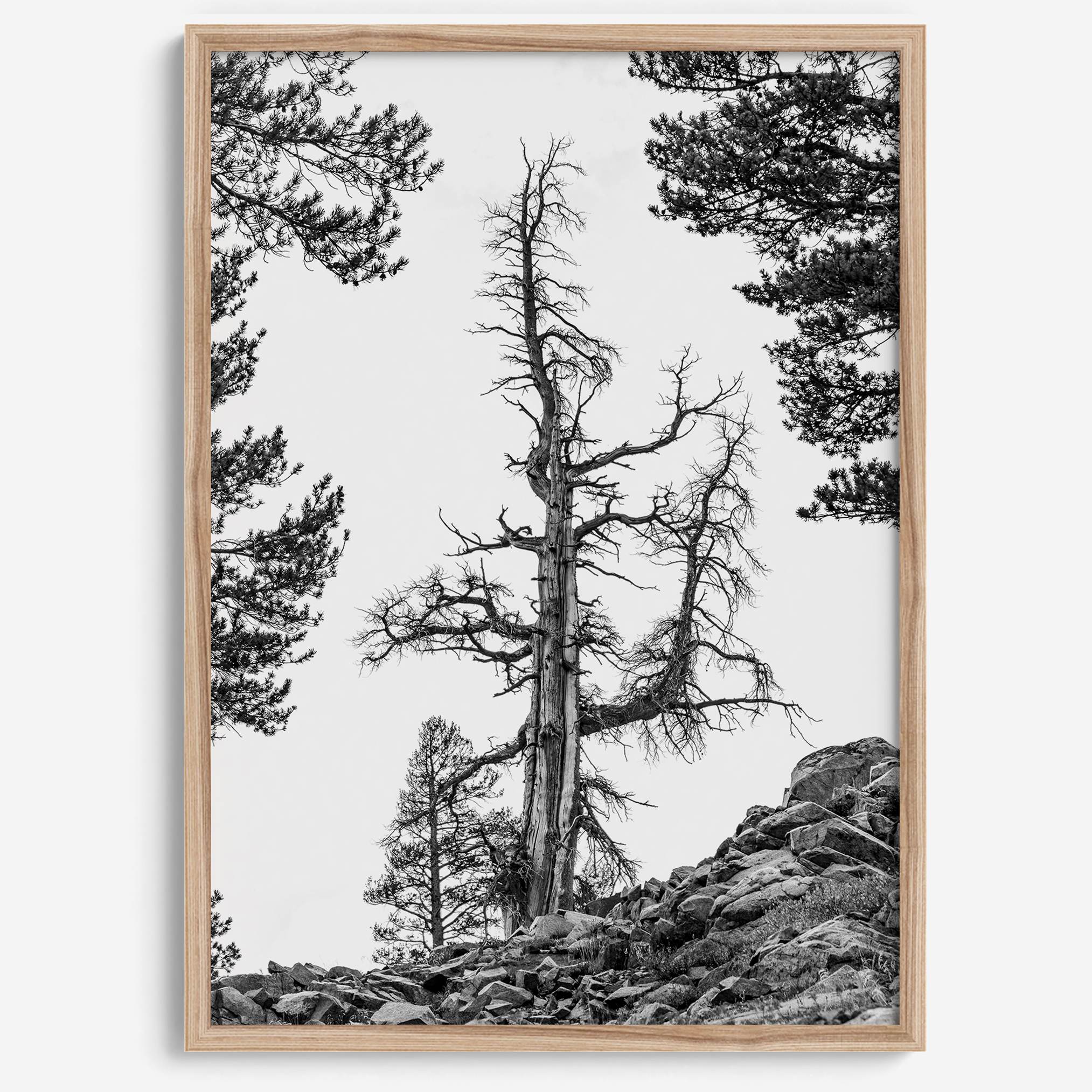Black and white tree print in Hoover Wilderness with rocky hillside, modern neutral forest wall art photography.​