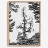 Black and white tree print in Hoover Wilderness with rocky hillside, modern neutral forest wall art photography.​