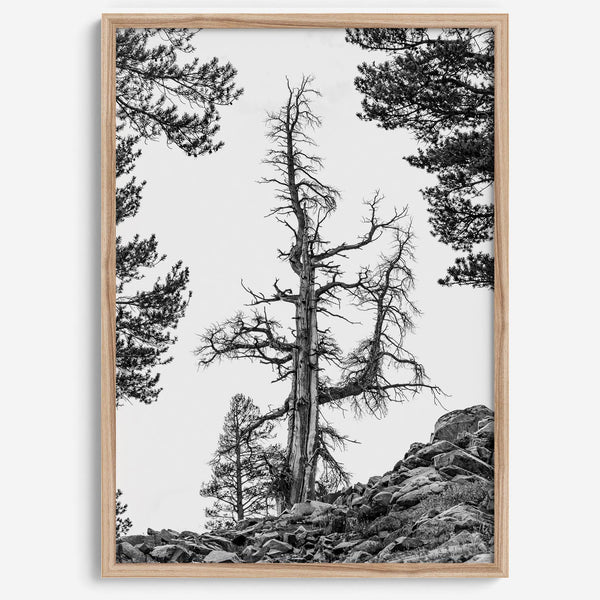Black and white tree print in Hoover Wilderness with rocky hillside, modern neutral forest wall art photography.​