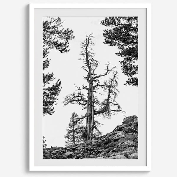 Black and white tree print in Hoover Wilderness with rocky hillside, modern neutral forest wall art photography.​