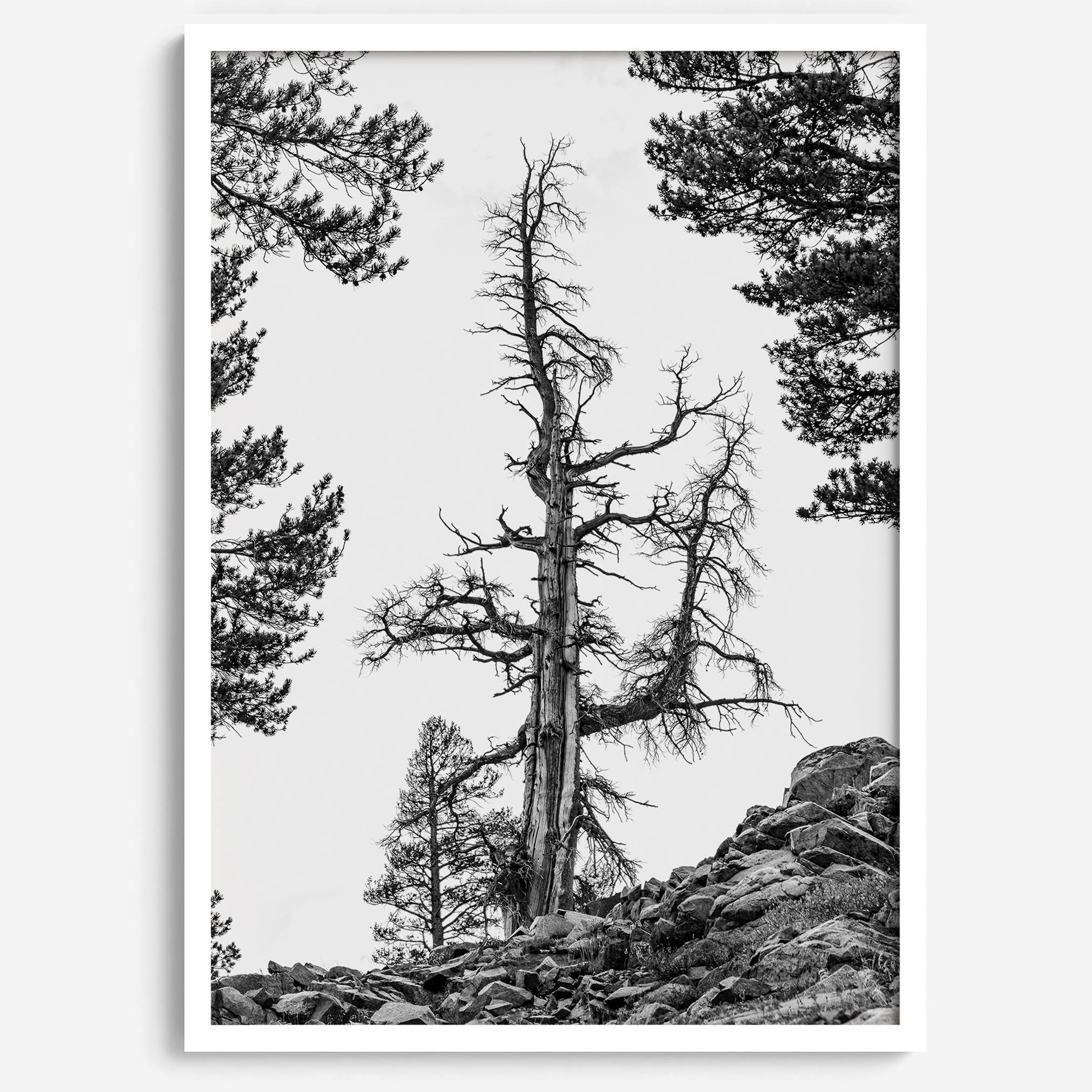 Black and white tree print in Hoover Wilderness with rocky hillside, modern neutral forest wall art photography.​