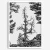 Black and white tree print in Hoover Wilderness with rocky hillside, modern neutral forest wall art photography.​