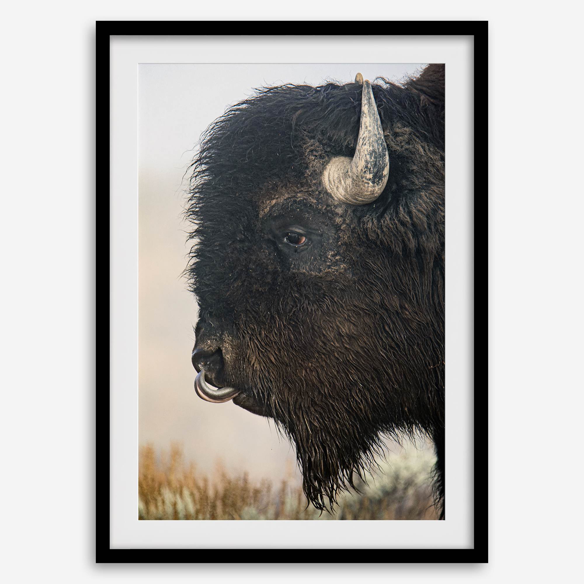 Fine art buffalo print from Yellowstone, showcasing earthy tones and western-inspired composition.