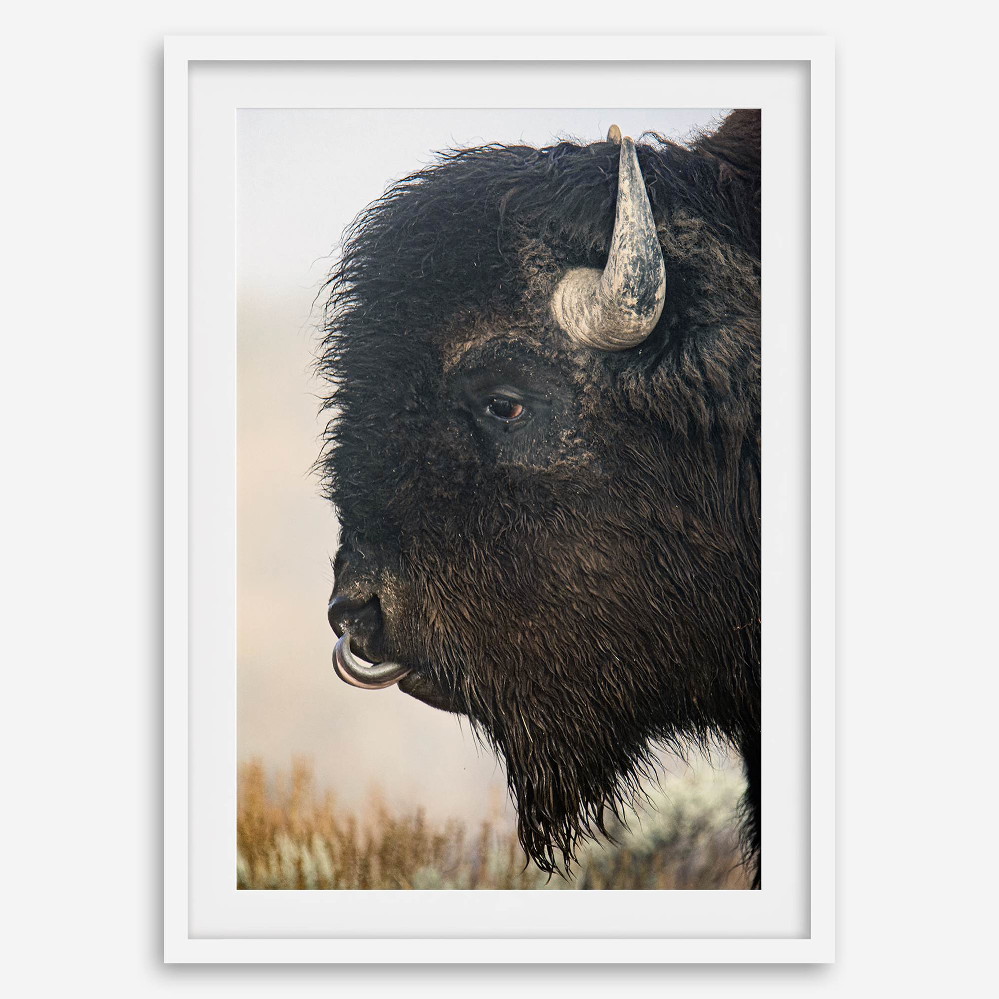 Fine art buffalo print from Yellowstone, showcasing earthy tones and western-inspired composition.