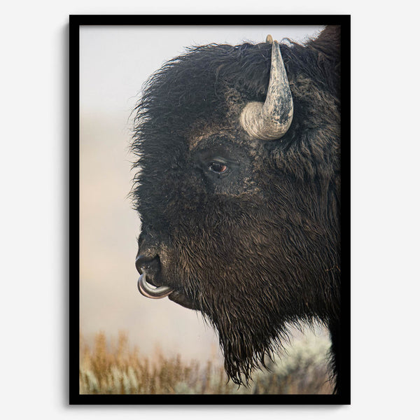 Fine art buffalo print from Yellowstone, showcasing earthy tones and western-inspired composition.