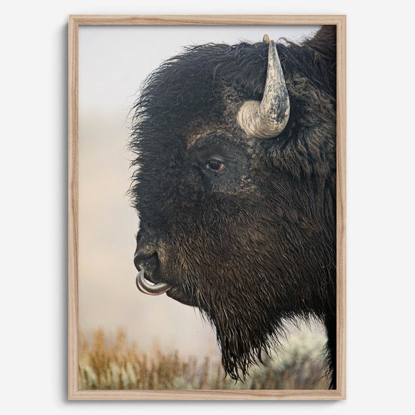 Fine art buffalo print from Yellowstone, showcasing earthy tones and western-inspired composition.