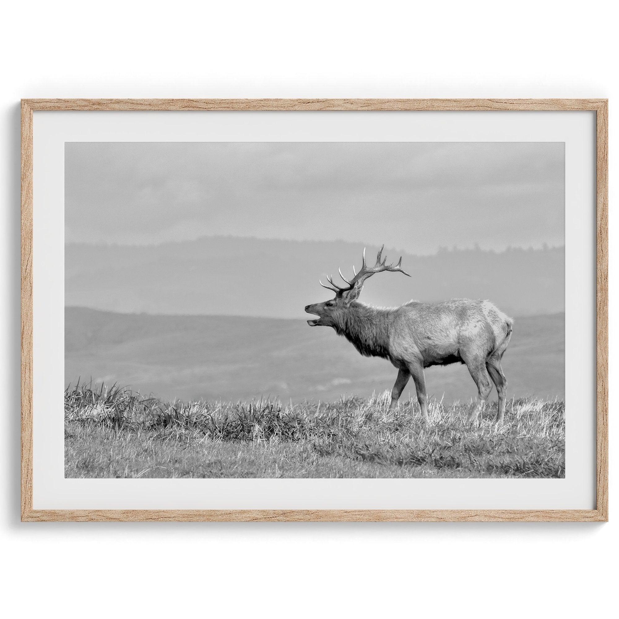 Black and white photo of a majestic elk standing on a hilltop, with rolling hills layered in the background.