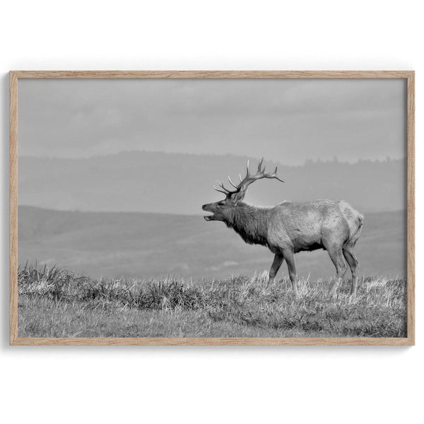 Black and white photo of a majestic elk standing on a hilltop, with rolling hills layered in the background.