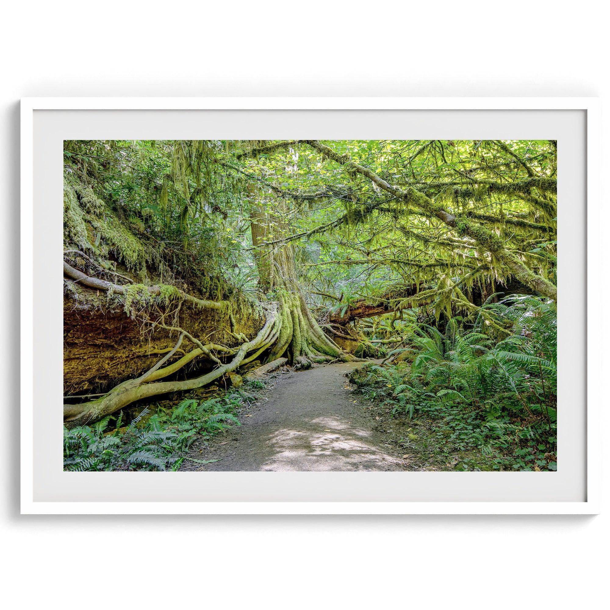 Fine art photograph of a path winding through a lush redwood forest in Redwood National Park, leading to a towering redwood with exposed roots.