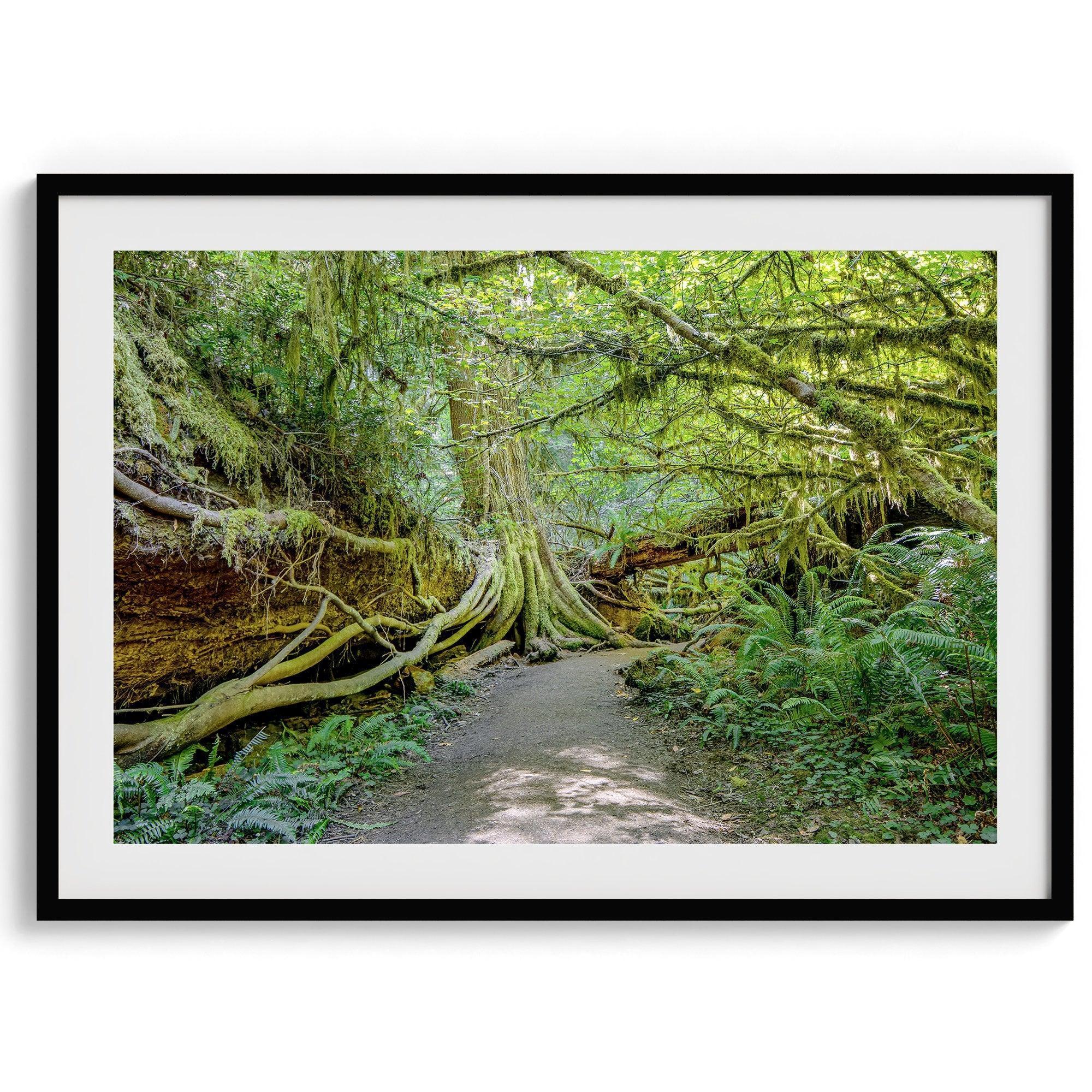 Fine art photograph of a path winding through a lush redwood forest in Redwood National Park, leading to a towering redwood with exposed roots.