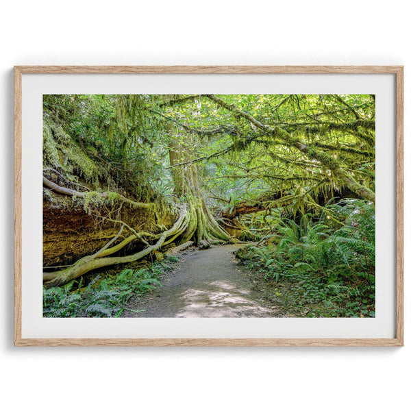 Fine art photograph of a path winding through a lush redwood forest in Redwood National Park, leading to a towering redwood with exposed roots.