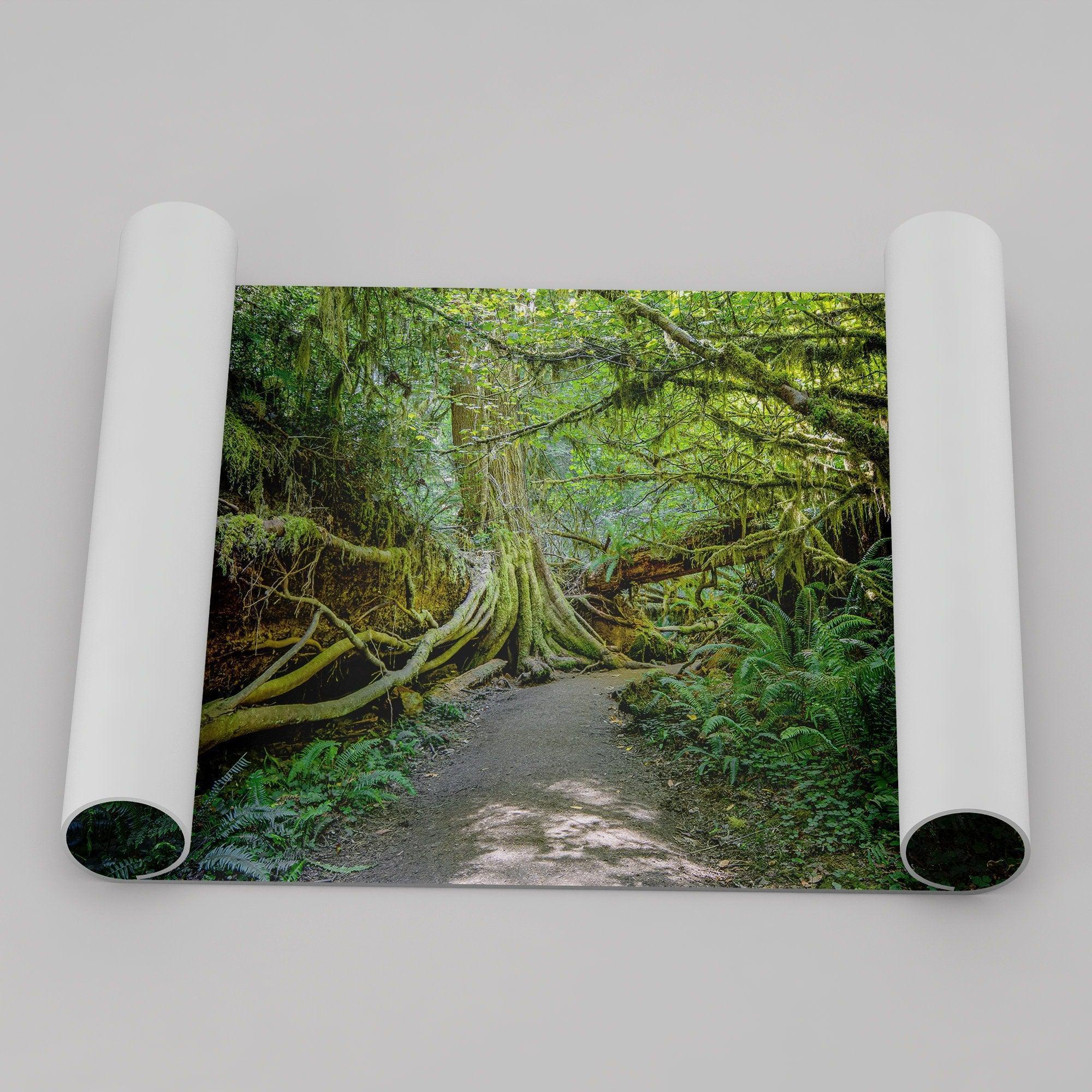 Fine art photograph of a path winding through a lush redwood forest in Redwood National Park, leading to a towering redwood with exposed roots.