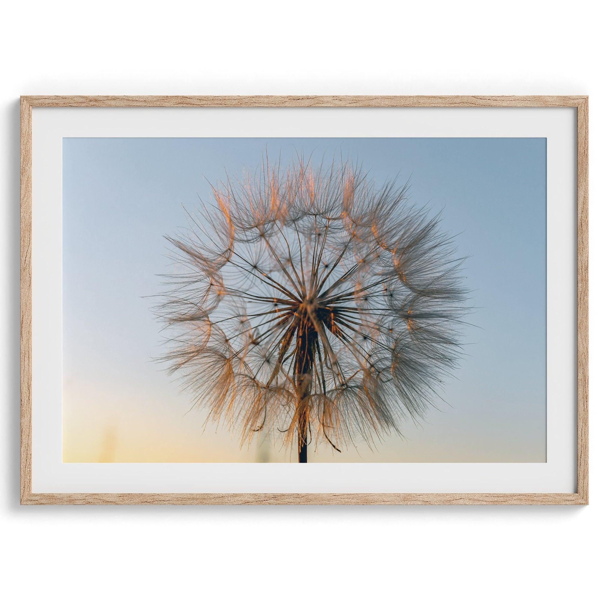 Landscape photography: A single dandelion bathed in the golden light of sunset, symbolizing the ephemeral beauty of nature's transformation.