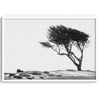 Black and white coastal print: A lone, wind-bent tree stands strong on a dramatic cliff. Weathered rocks and a white sky hint at the power of the unseen ocean
