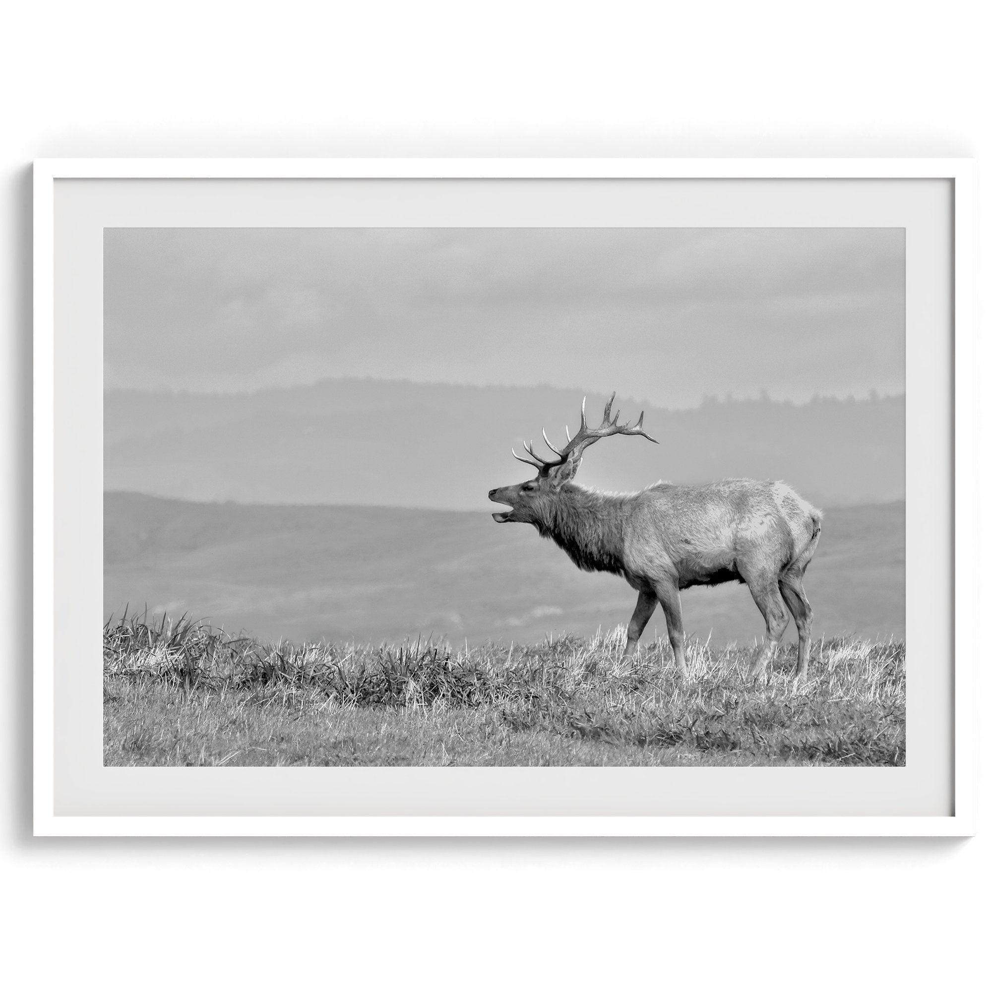 Black and white photo of a majestic elk standing on a hilltop, with rolling hills layered in the background.