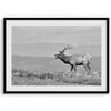 Black and white photo of a majestic elk standing on a hilltop, with rolling hills layered in the background.