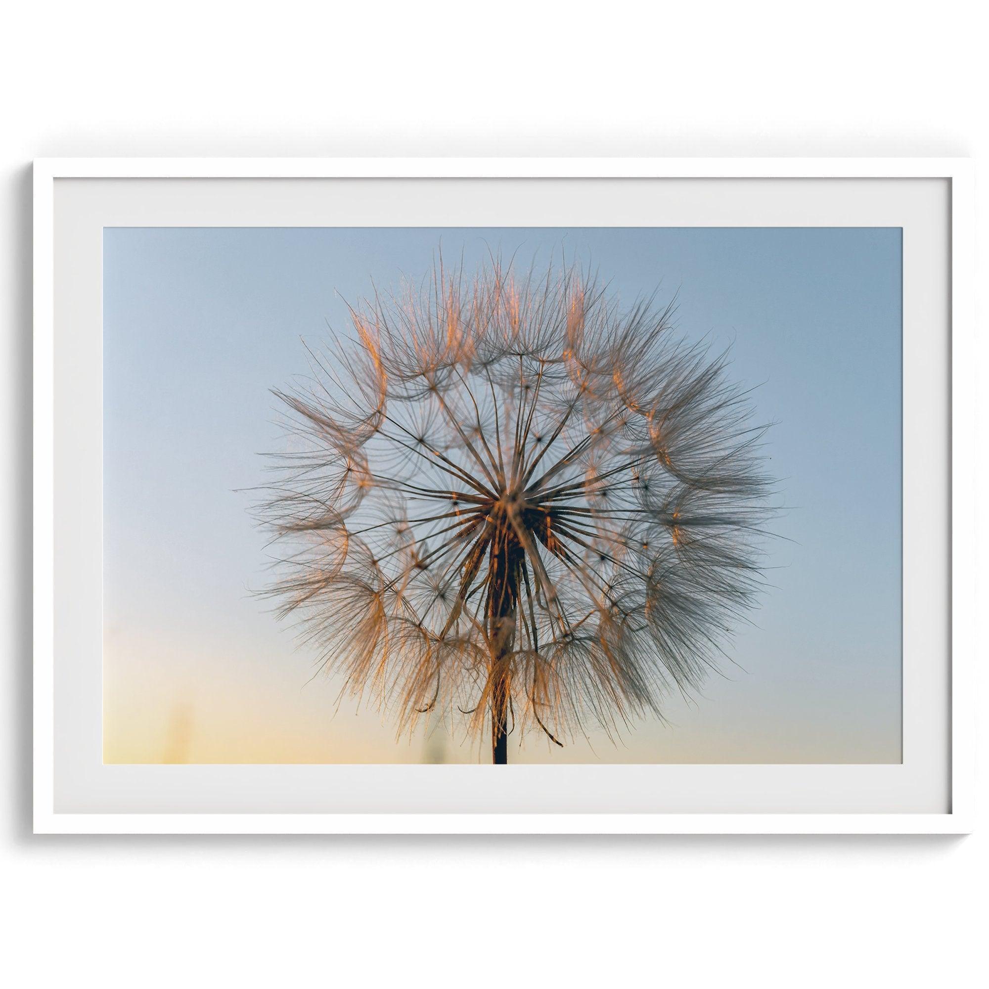 Landscape photography: A single dandelion bathed in the golden light of sunset, symbolizing the ephemeral beauty of nature's transformation.