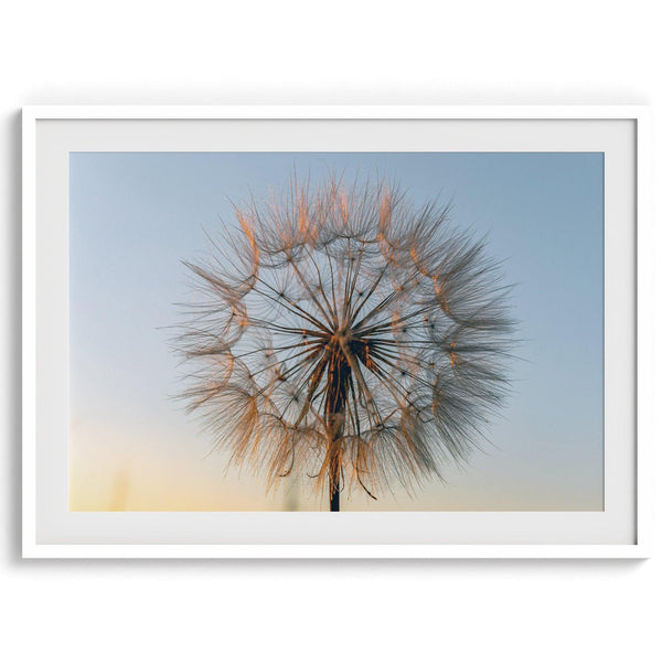 Landscape photography: A single dandelion bathed in the golden light of sunset, symbolizing the ephemeral beauty of nature&#39;s transformation.