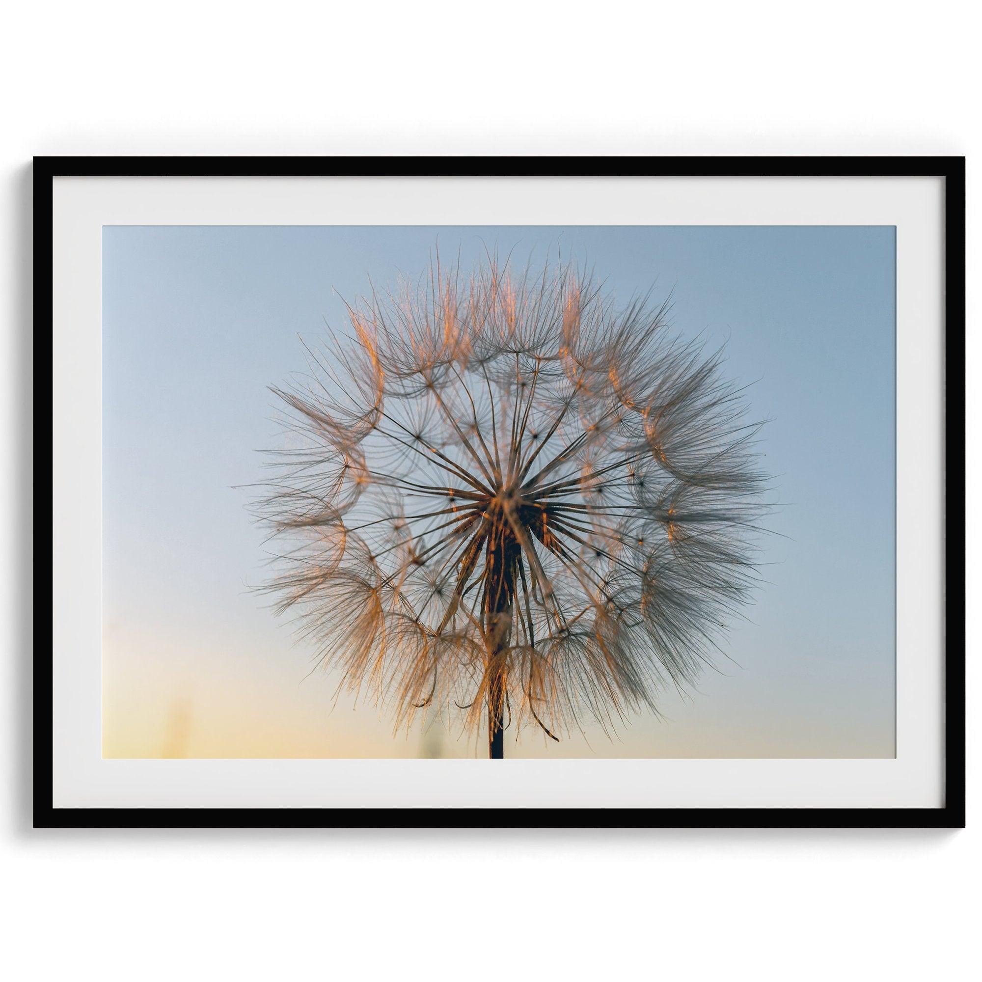 Landscape photography: A single dandelion bathed in the golden light of sunset, symbolizing the ephemeral beauty of nature's transformation.