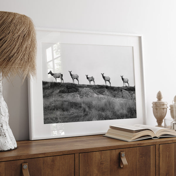 A black and white framed or unframed nature fine art photography print showing a family of coastal elks walking in a line on a ridge in Point Reyes, California. The composition forms a minimalist aesthetic print that will be a conversation starter.