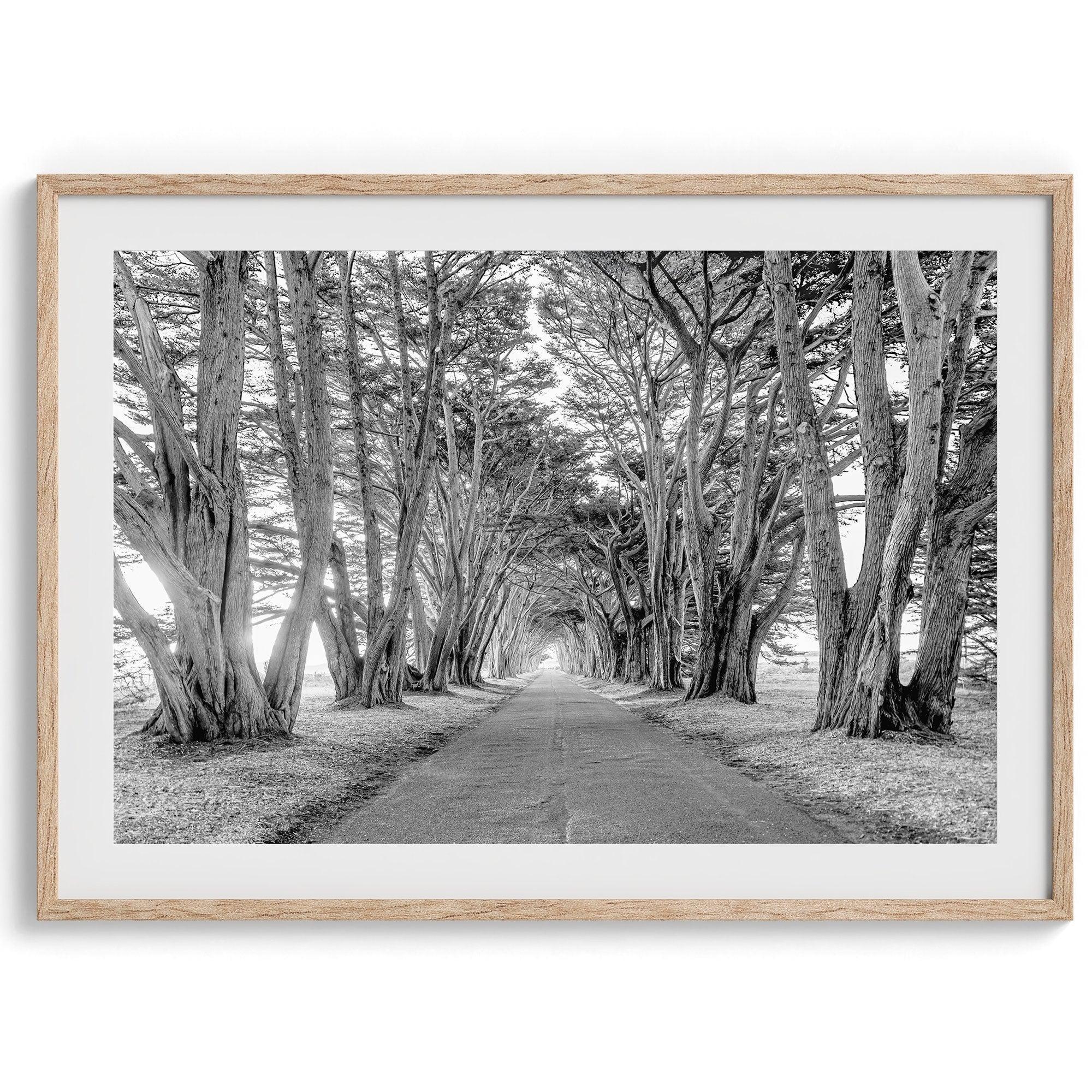 A fine art unframed or framed black and white coastal print of a breathtaking cypress tree tunnel in Point Reyes, California, near San Francisco.