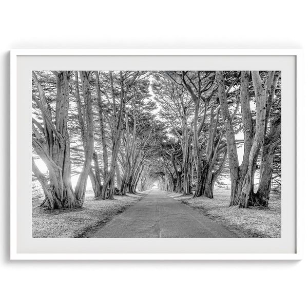 A fine art unframed or framed black and white coastal print of a breathtaking cypress tree tunnel in Point Reyes, California, near San Francisco.
