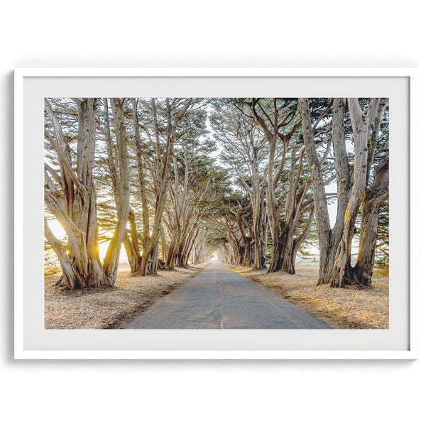 A fine art unframed or framed or unframed coastal print of a breathtaking cypress tree tunnel in Point Reyes, California, near San Francisco.