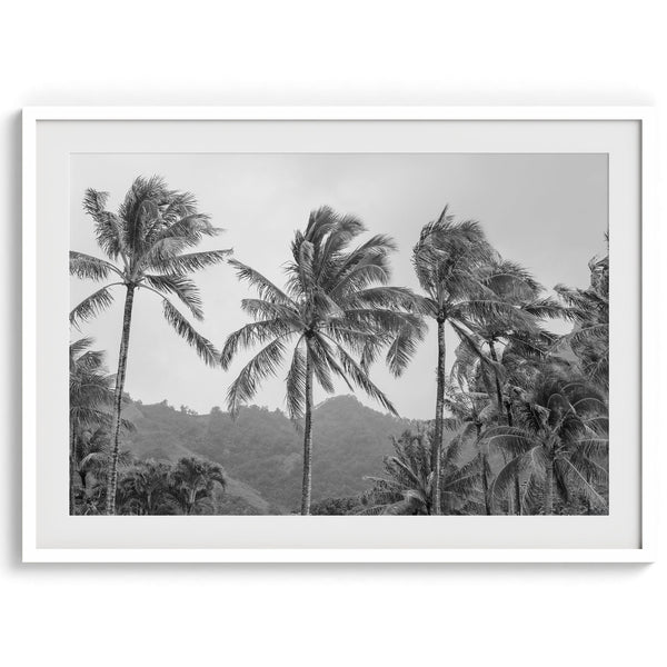 Black and white fine art photography print of towering palm trees silhouetted against tropical mountains. The scene captures the dramatic beauty of Tunnels Beach, Kauai, Hawaii.