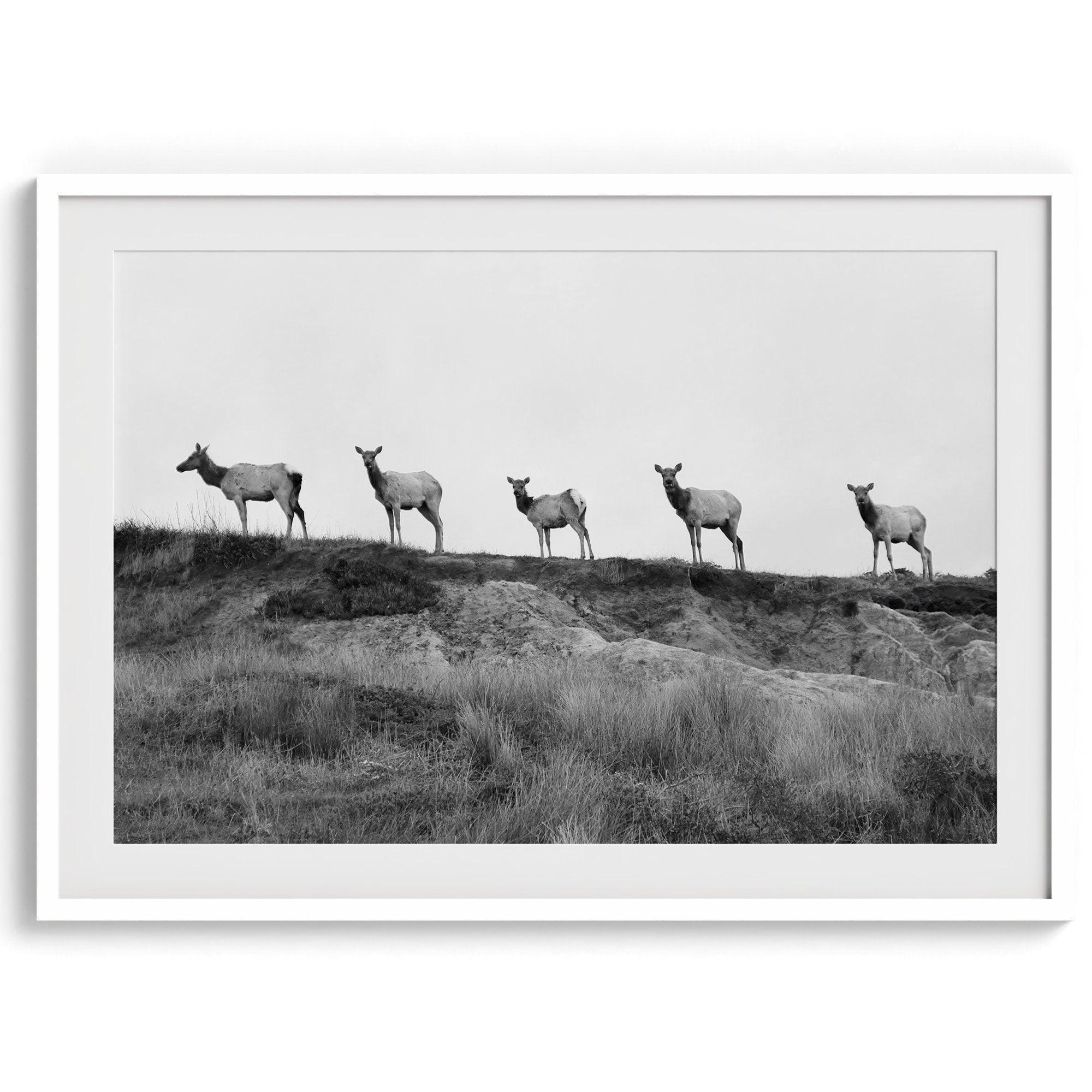 A black and white framed or unframed nature fine art photography print showing a family of coastal elks walking in a line on a ridge in Point Reyes, California. The composition forms a minimalist aesthetic print that will be a conversation starter.