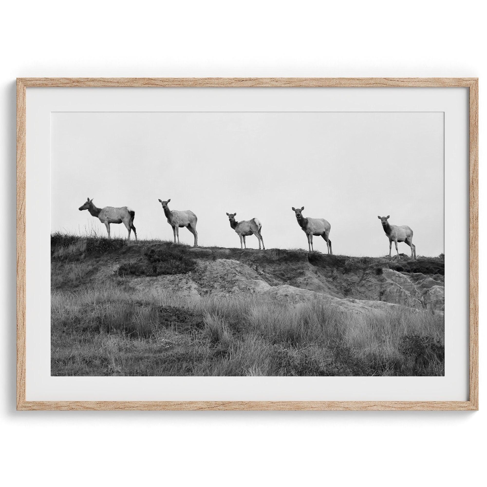 A black and white framed or unframed nature fine art photography print showing a family of coastal elks walking in a line on a ridge in Point Reyes, California. The composition forms a minimalist aesthetic print that will be a conversation starter.