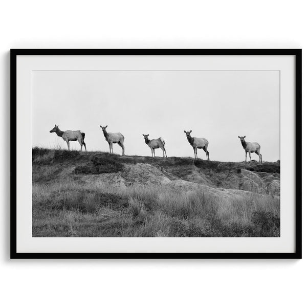 A black and white framed or unframed nature fine art photography print showing a family of coastal elks walking in a line on a ridge in Point Reyes, California. The composition forms a minimalist aesthetic print that will be a conversation starter.